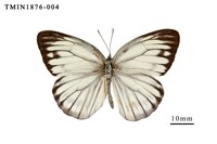 藏品(黑脈粉蝶)的圖片